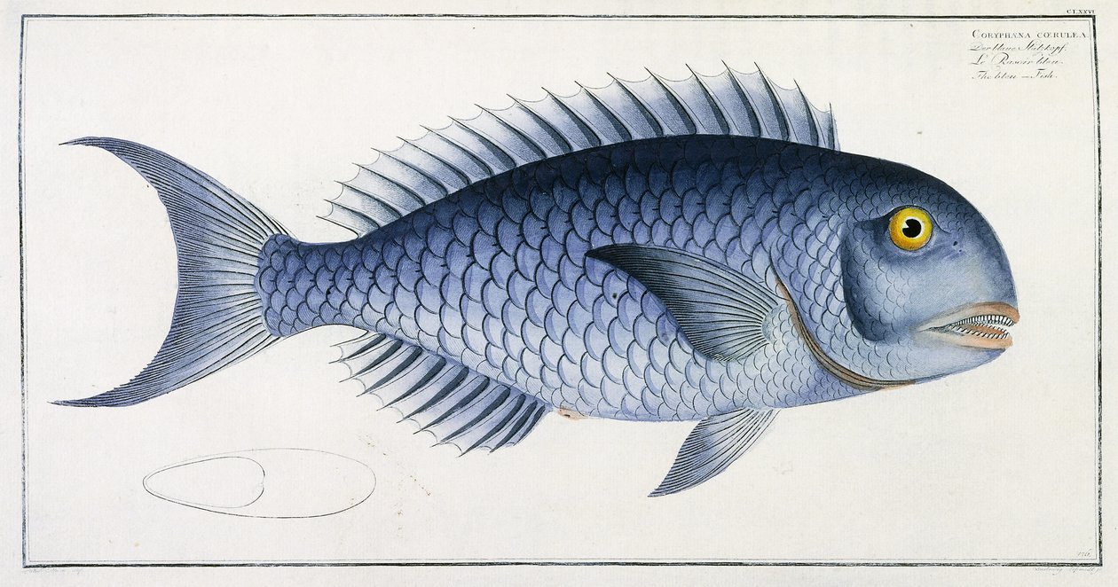Coryphaena Coerulea von German School