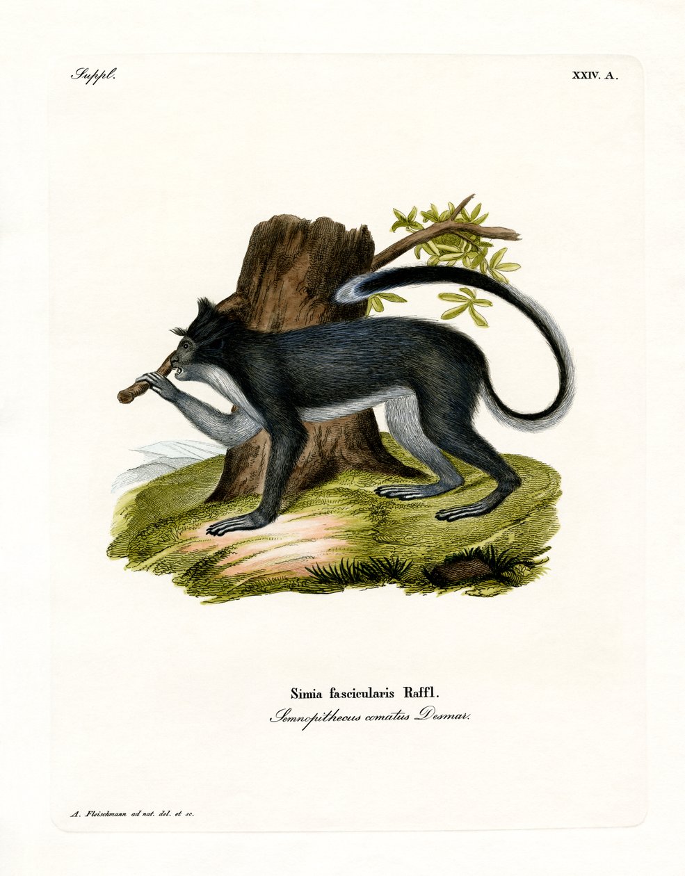 Javaneraffe von German School