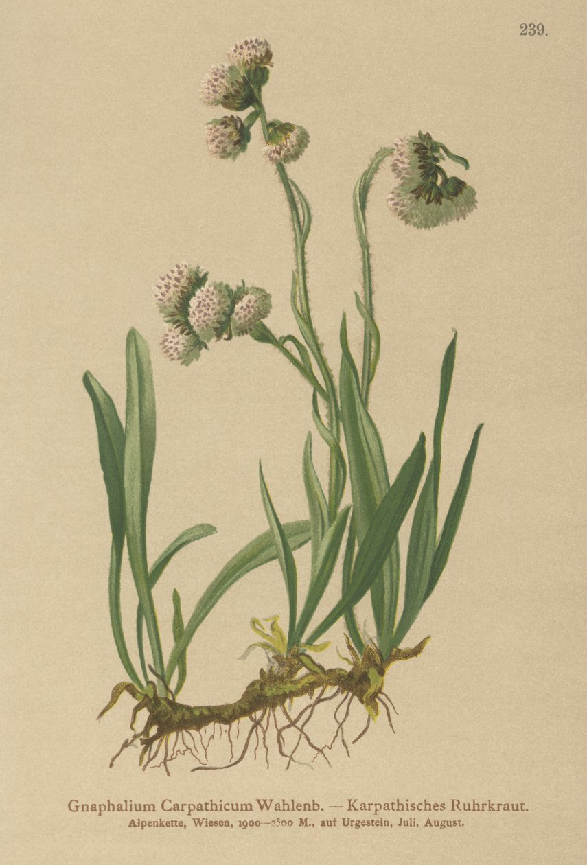 Ruhrkraut (Gnaphalium carpathicum) von German School