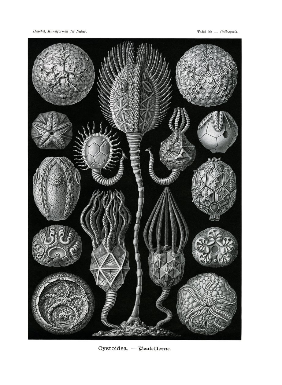Cystoidea von German School