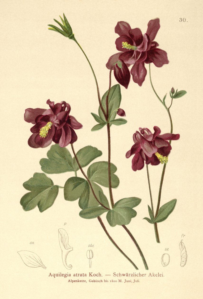 Dunkle Akelei (Aquilegia atrata) von German School