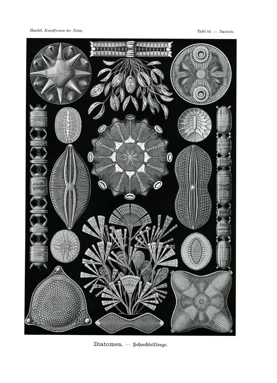 Diatomea von German School
