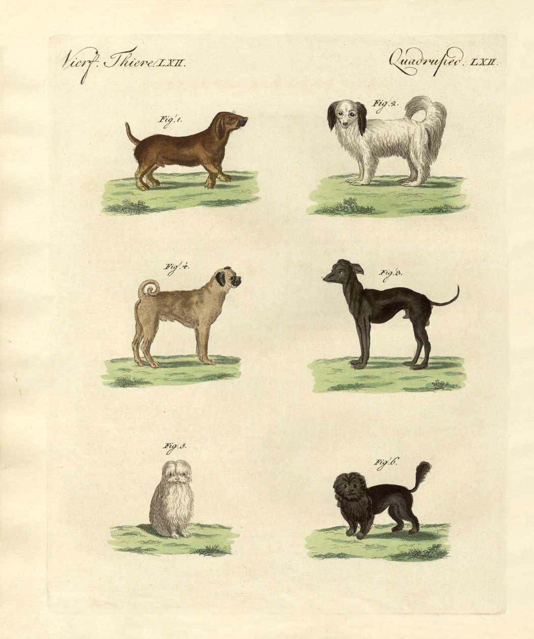 Verschiedene Arten von Hunden von German School