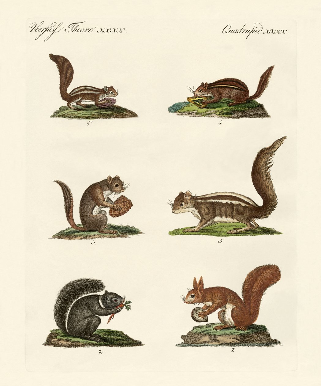 Verschiedene Arten von Eichhörnchen von German School