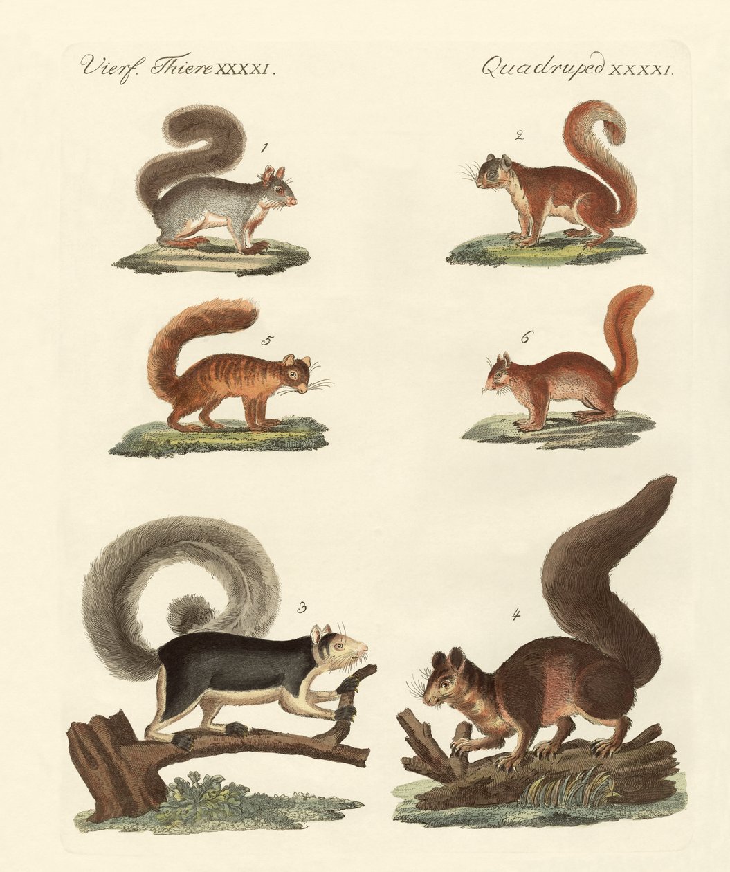Verschiedene Arten von Eichhörnchen von German School