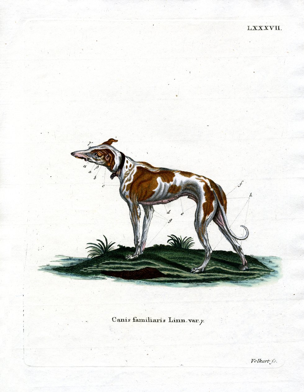 Haushund von German School