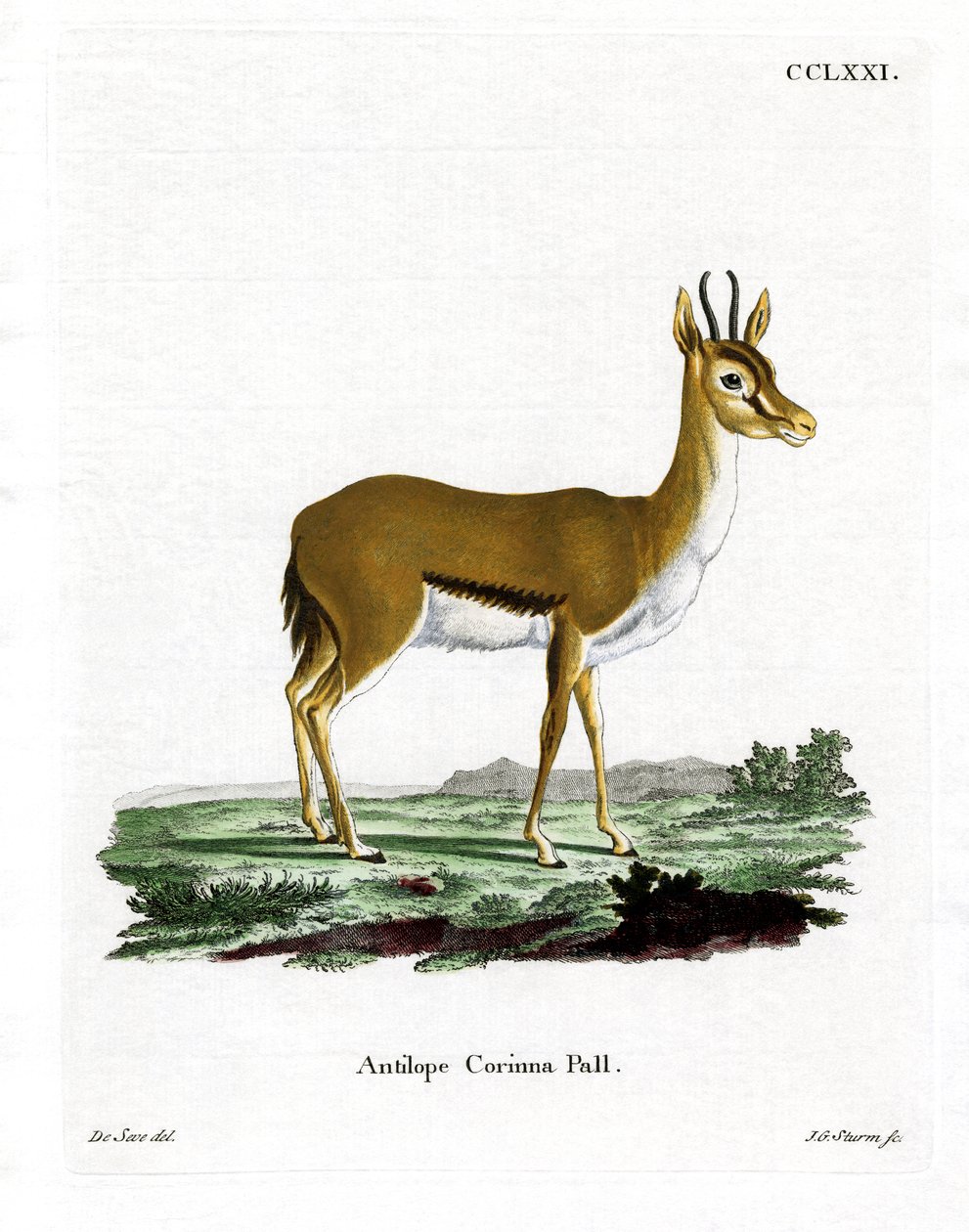 Dorcasgazelle von German School