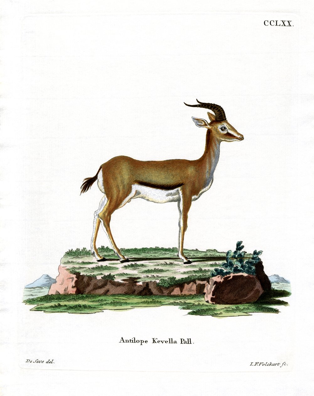 Dorkasgazelle von German School