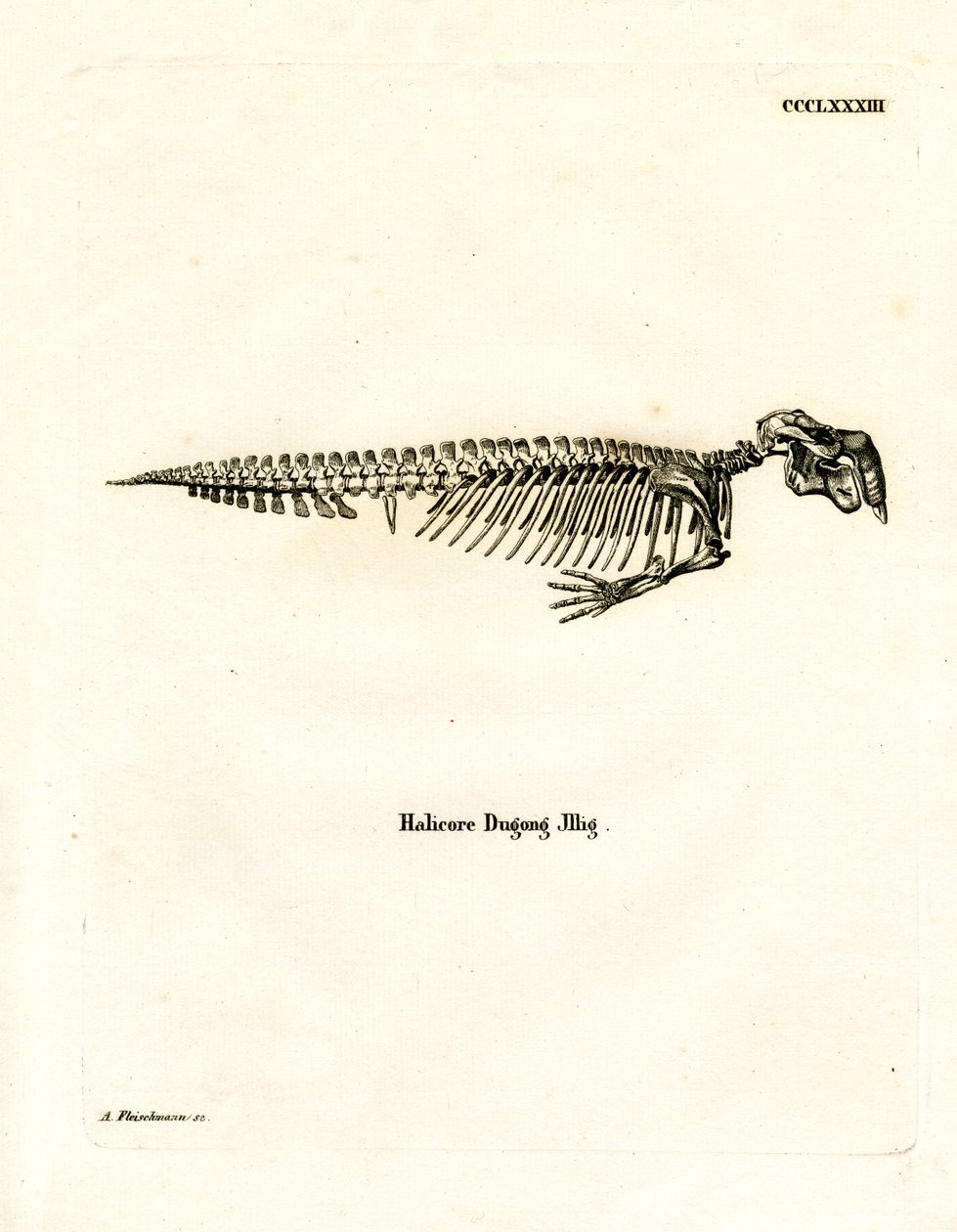 Dugong-Skelett von German School