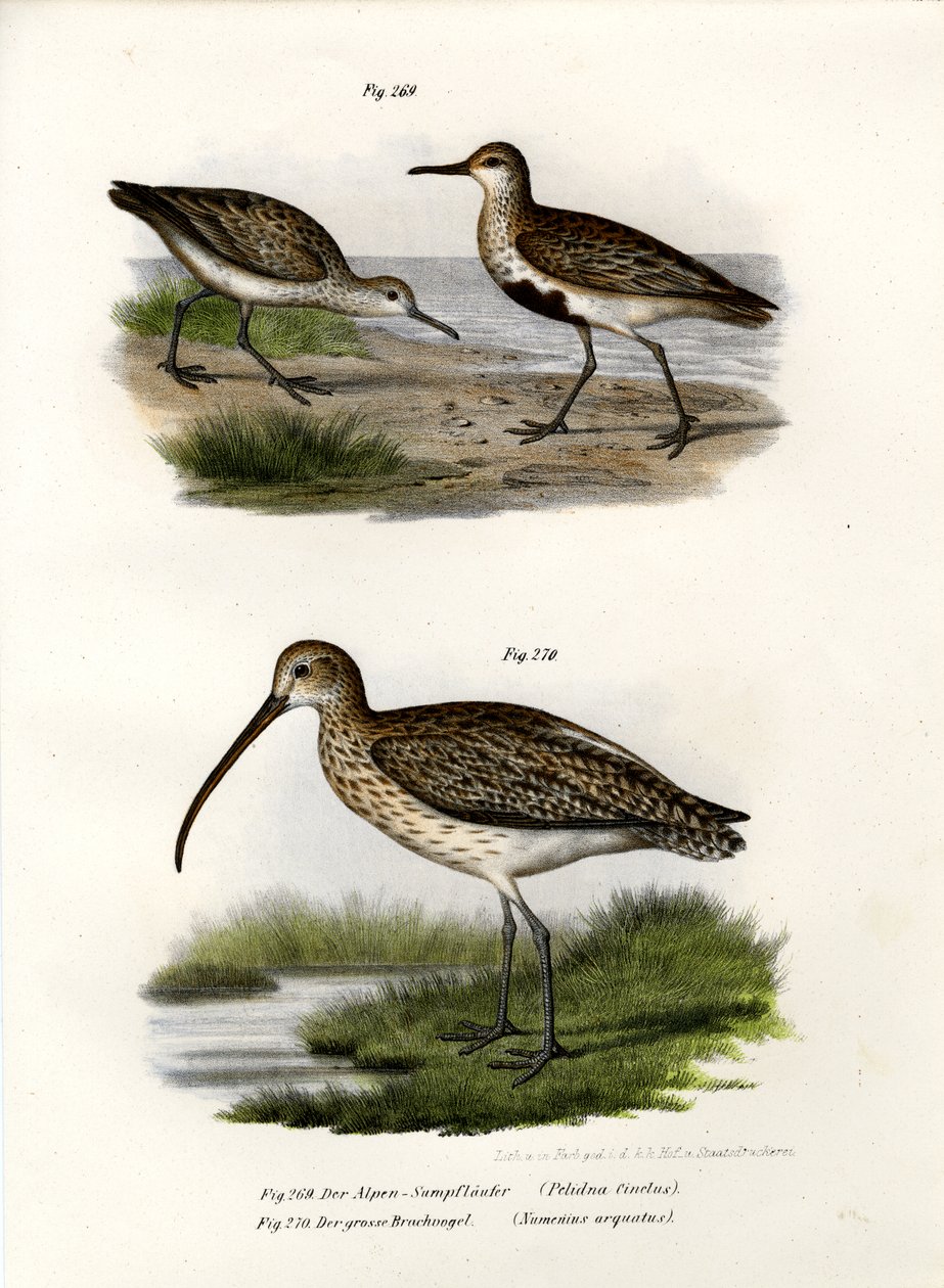 Alpenstrandläufer, 1864 von German School