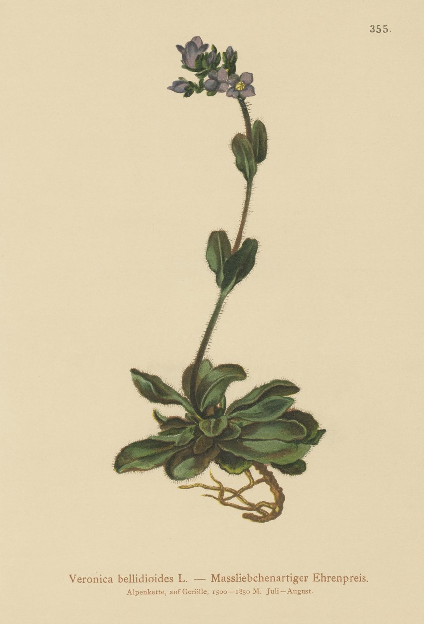 Zwergblauer Ehrenpreis (Veronica bellidioides) von German School