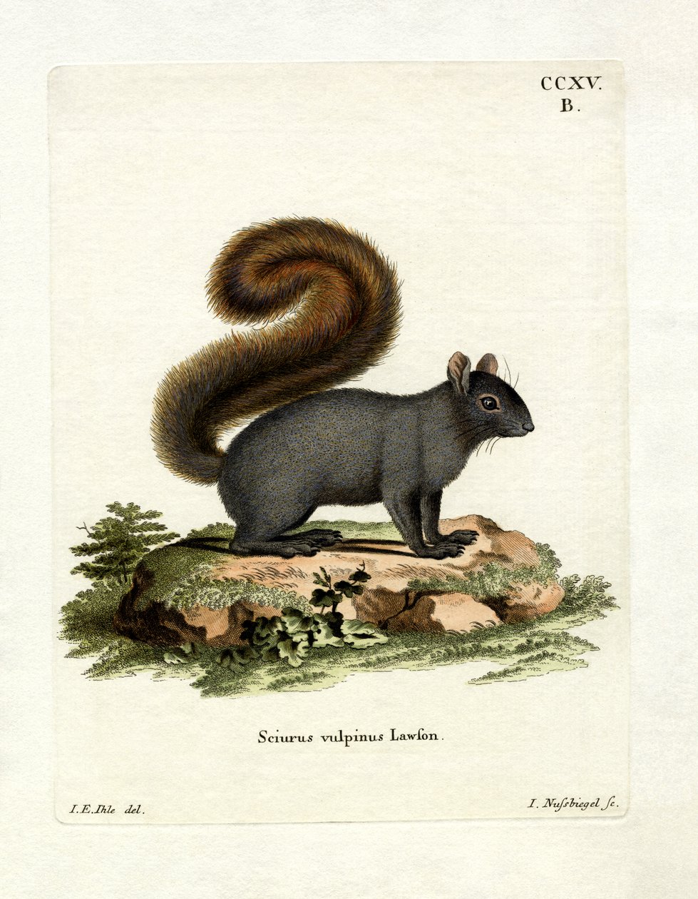 Östliches Fuchshörnchen von German School