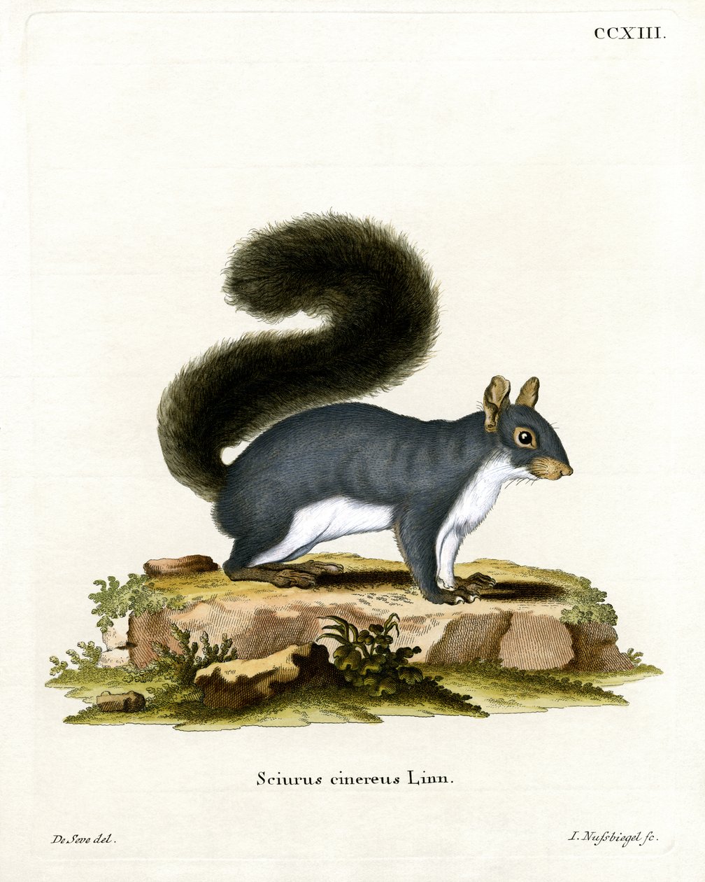 Östliches Grauhörnchen von German School