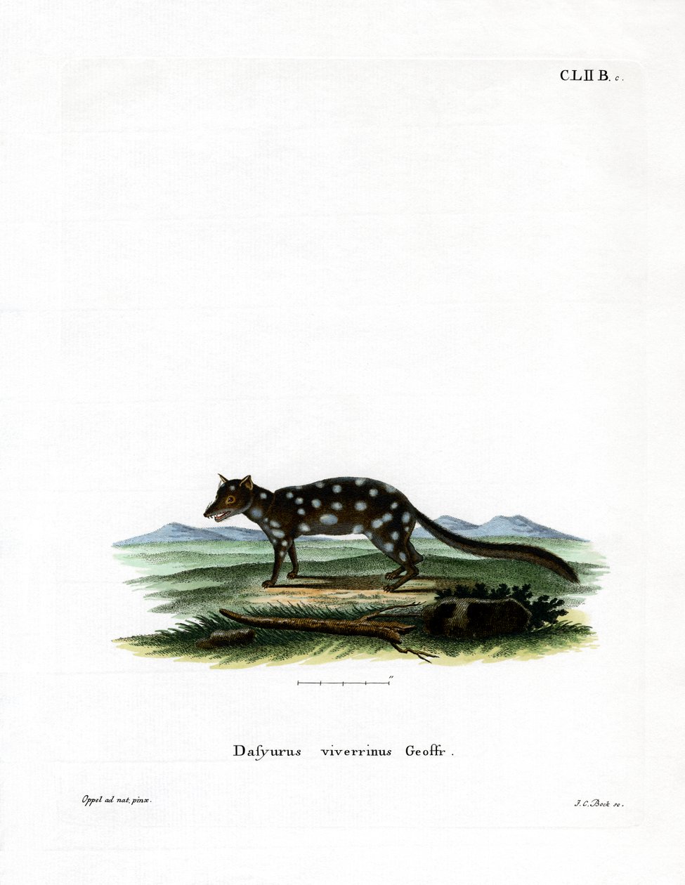 Östlicher Quoll von German School