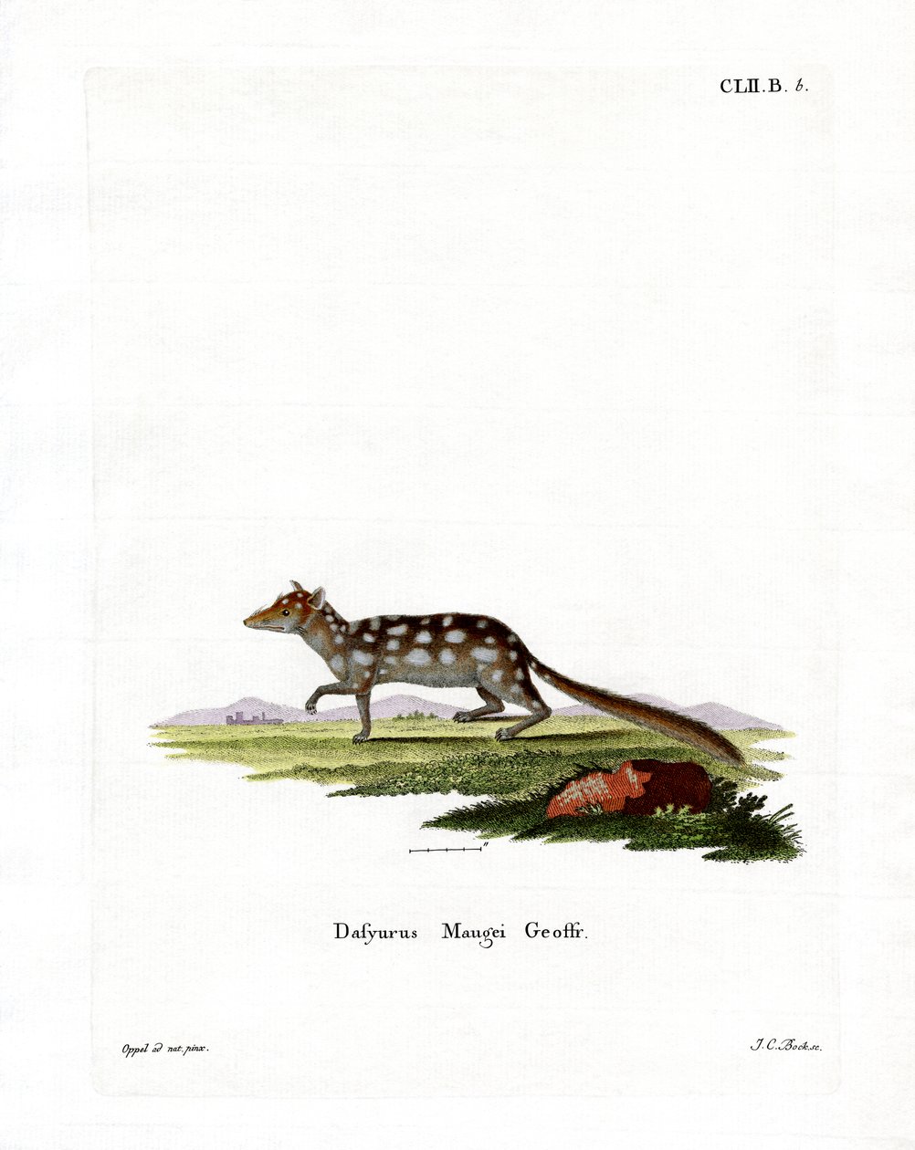 Östlicher Quoll von German School