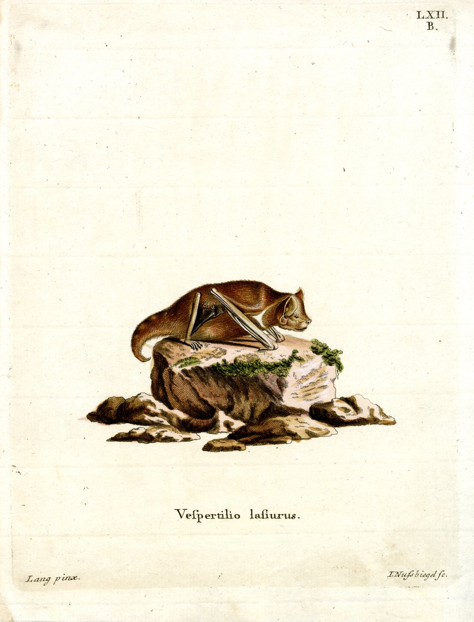 Östliche Rote Fledermaus von German School