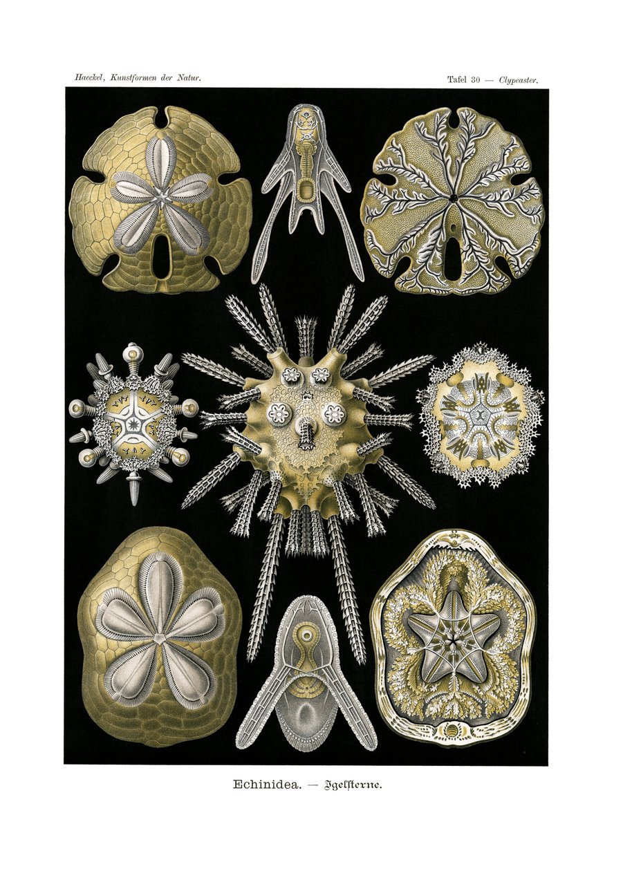 Seeigel, 1899-1904 von German School