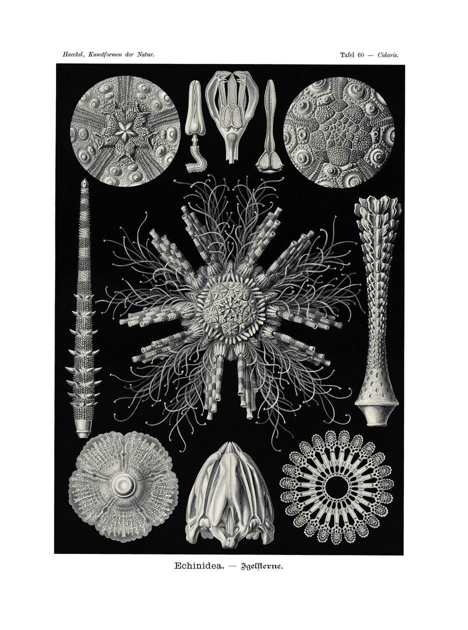 Echinidea von German School