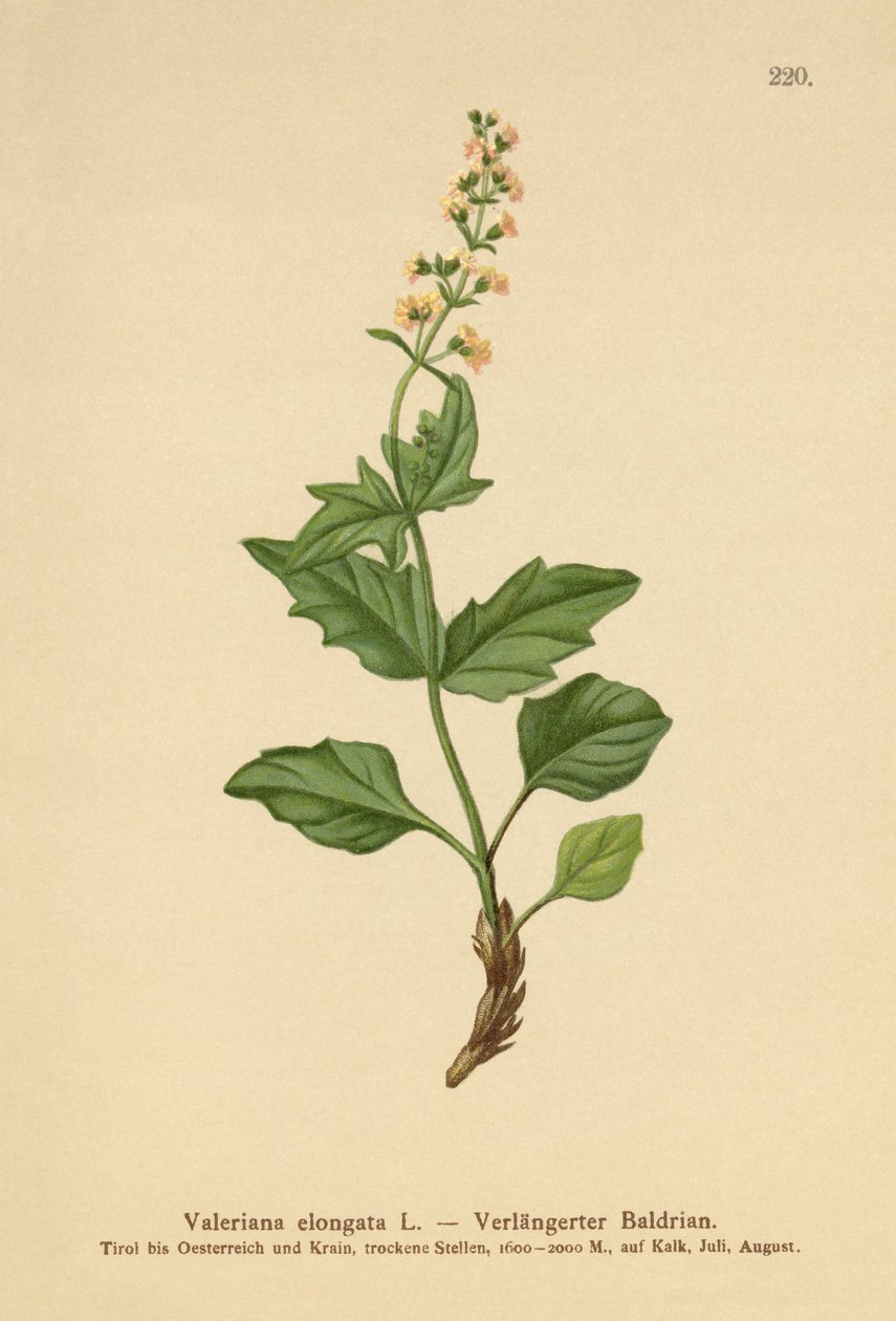 Langblättriger Baldrian (Valeriana elongata) von German School