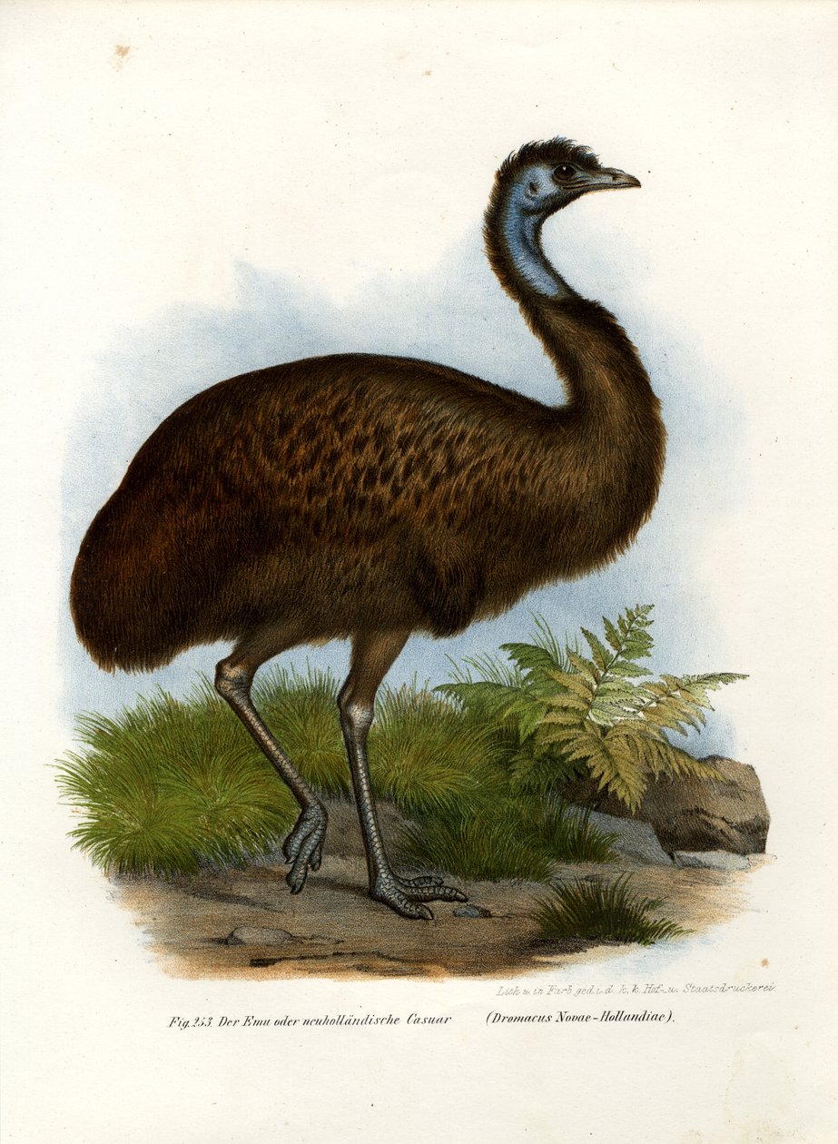 Emu, 1864 von German School