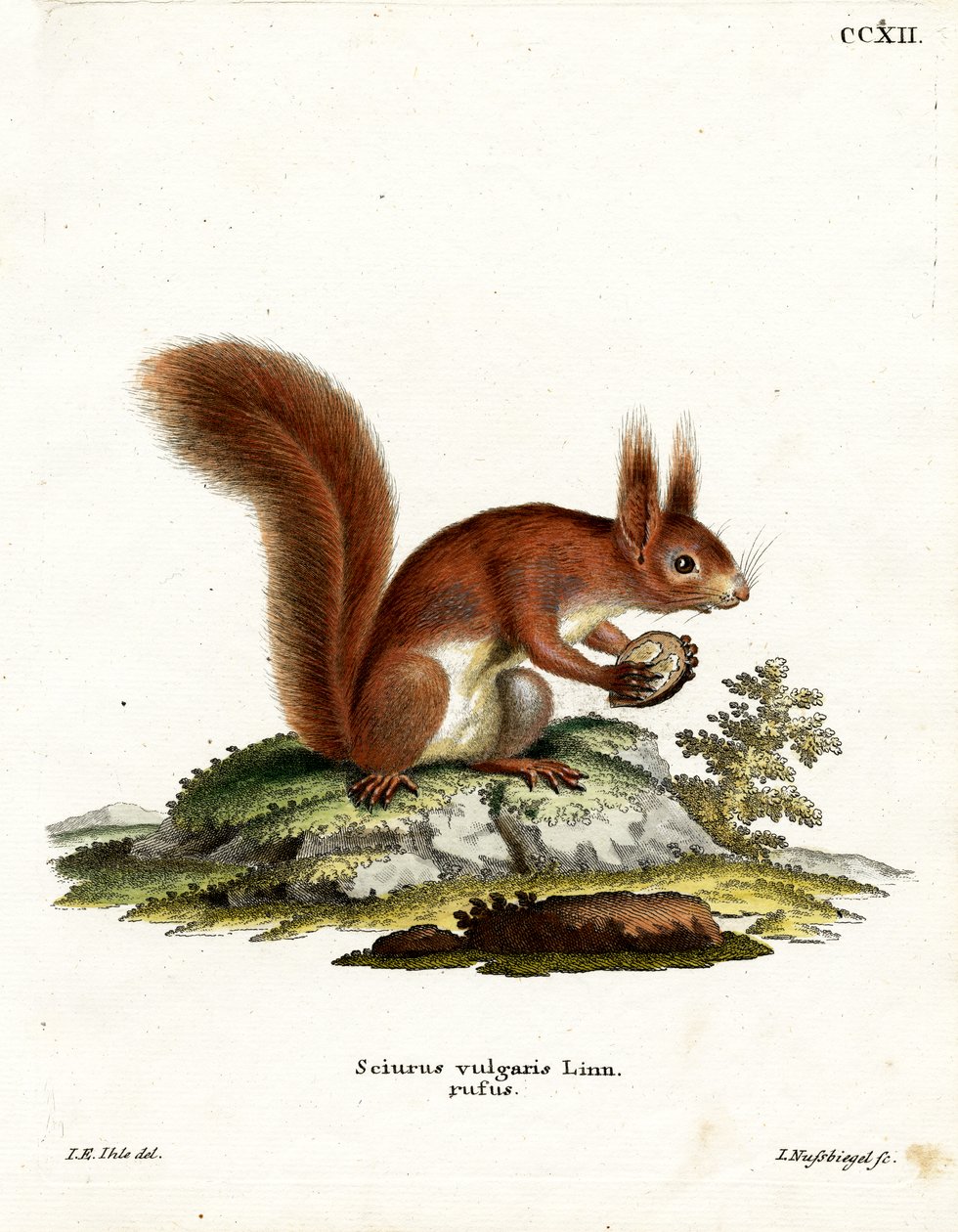 Eurasisches Eichhörnchen von German School