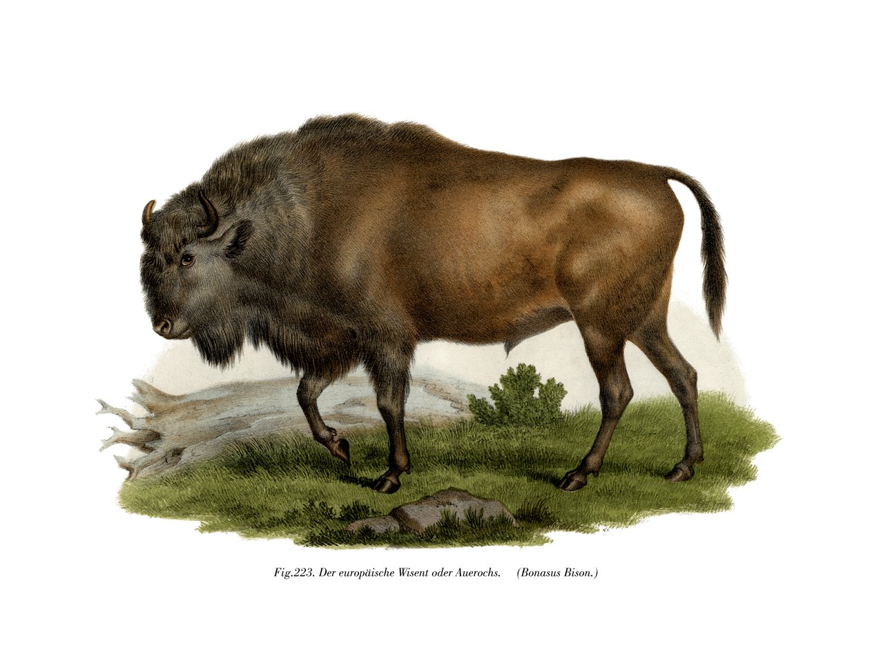 Europäischer Bison, 1860 von German School