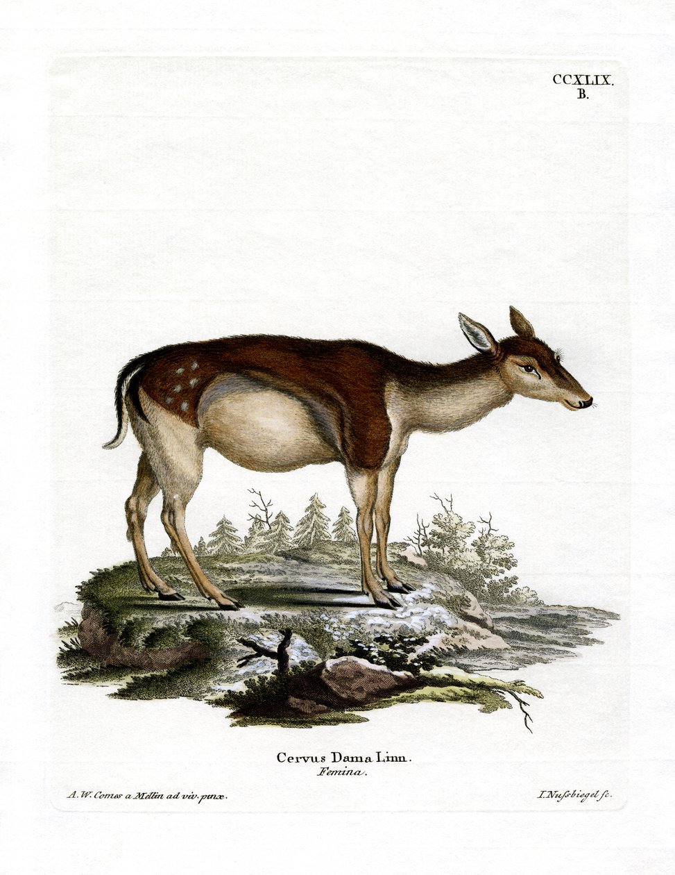 Damhirsch von German School