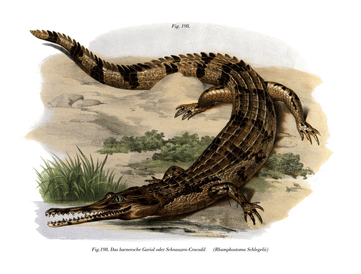 Falscher Gharial von German School