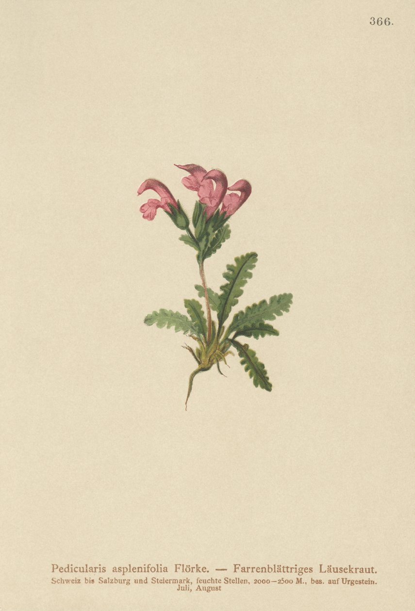 Farnblättriges Läusekraut (Pedicularis asplenifolia) von German School