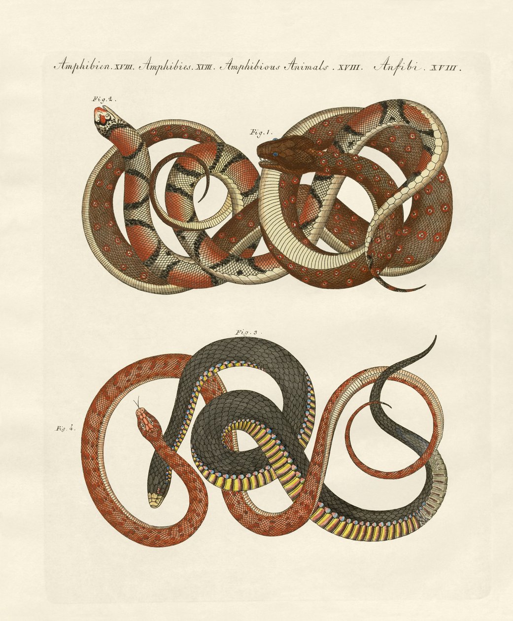 Feinlinige Colubriden von German School