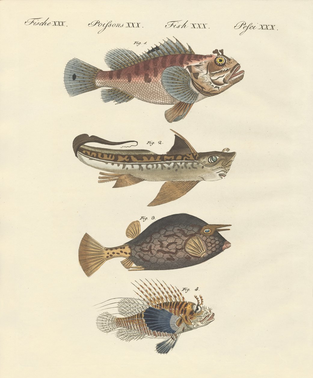 Fisch mit seltsamer Form von German School