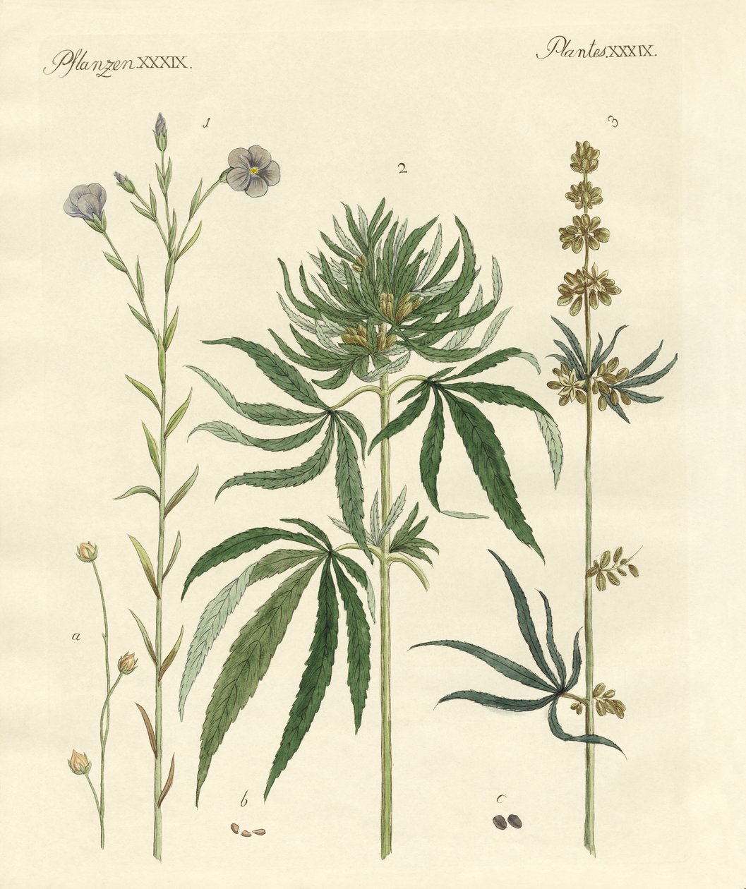 Flachs und Hanf von German School