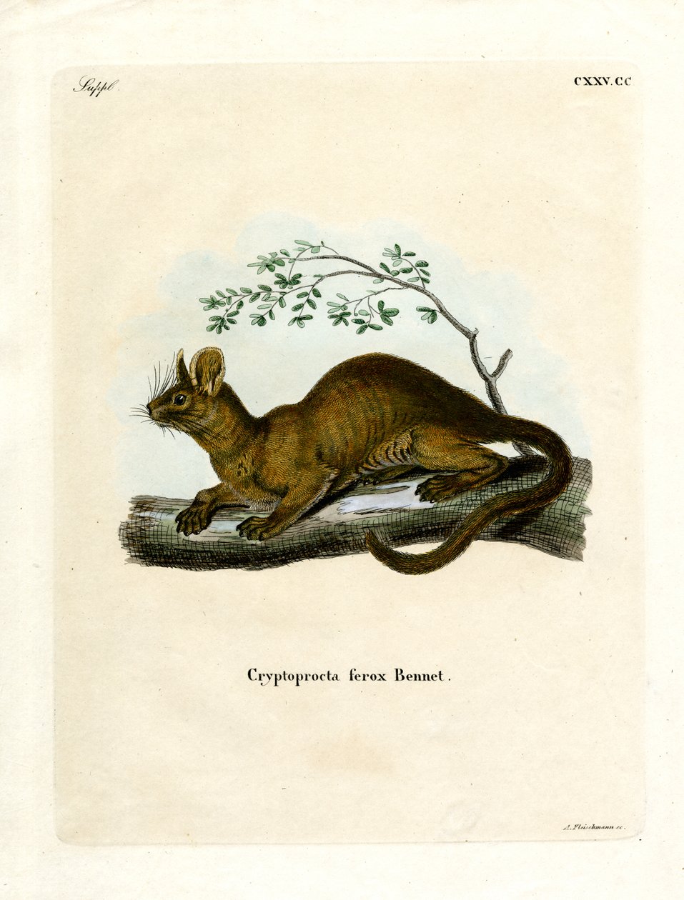 Fossa von German School