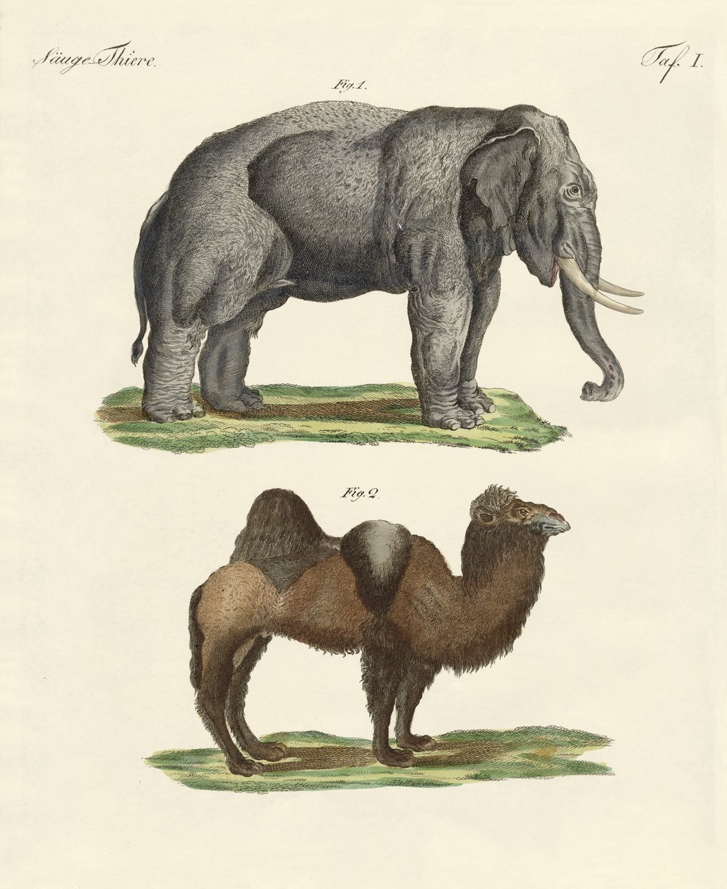 Vierfüßige Tiere von German School