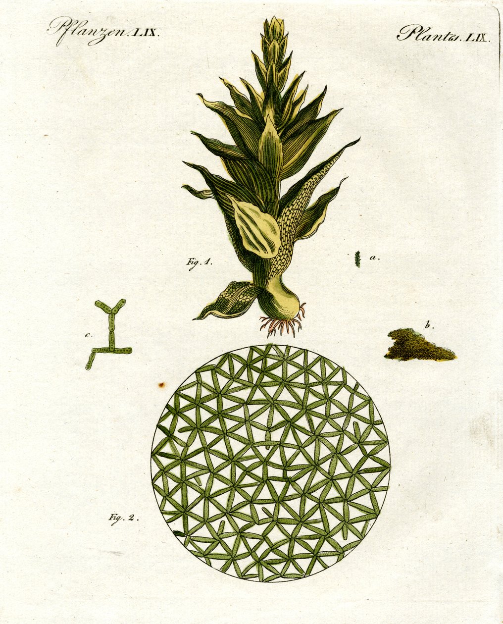 Vier Arten von Affen von German School