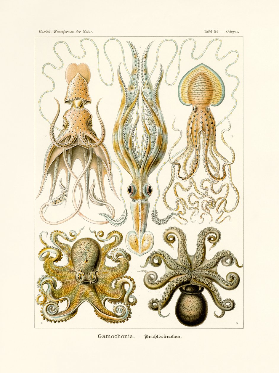 Gamochonia, 1899-1904 von German School