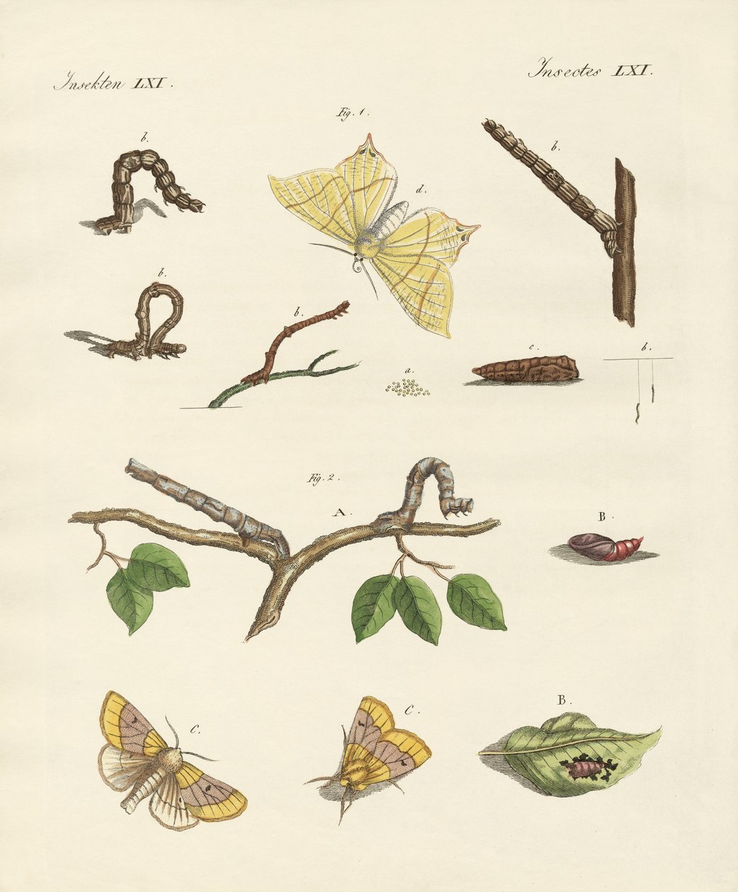 Deutsche Phalaena-Motten (kolorierte Gravur) von German School