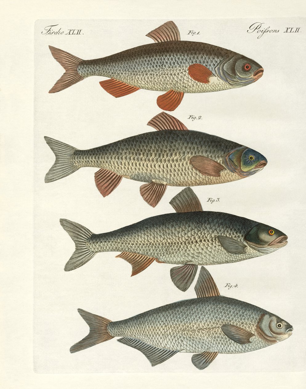 Deutsche Flussfische von German School