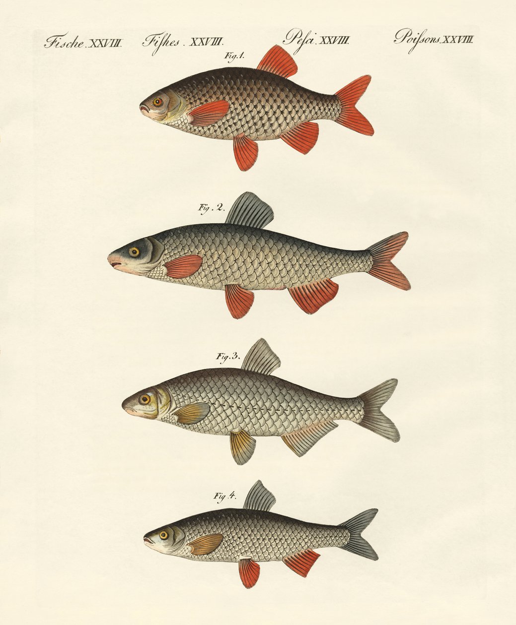 Deutsche Flussfische von German School