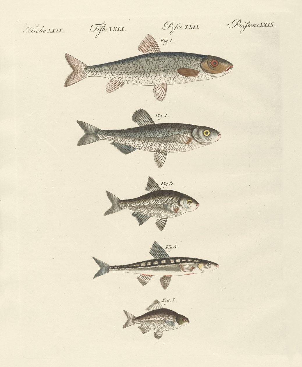 Deutsche Flussfische von German School