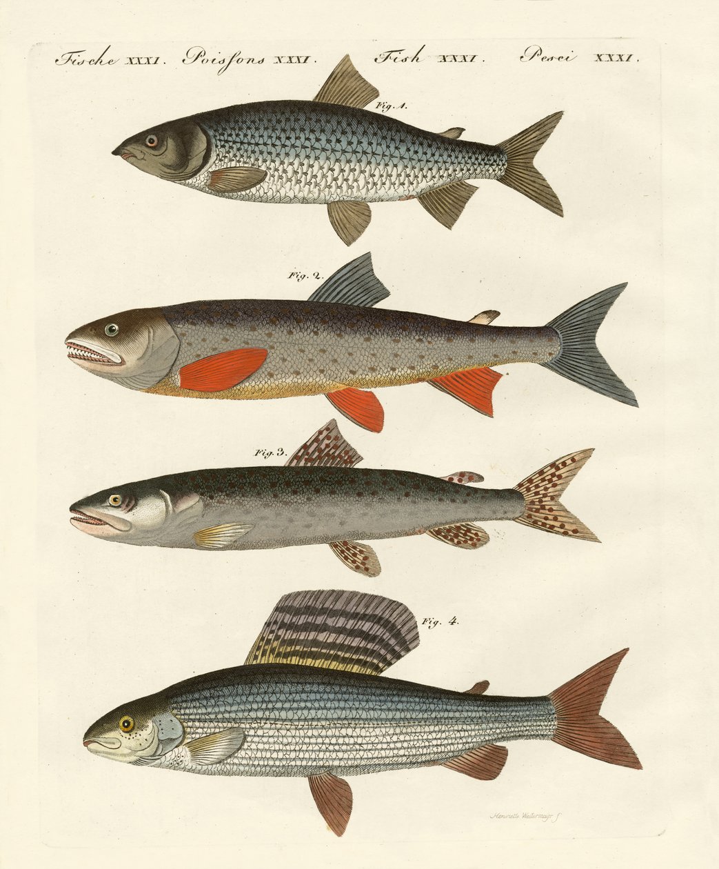 Deutsche Flussfische von German School