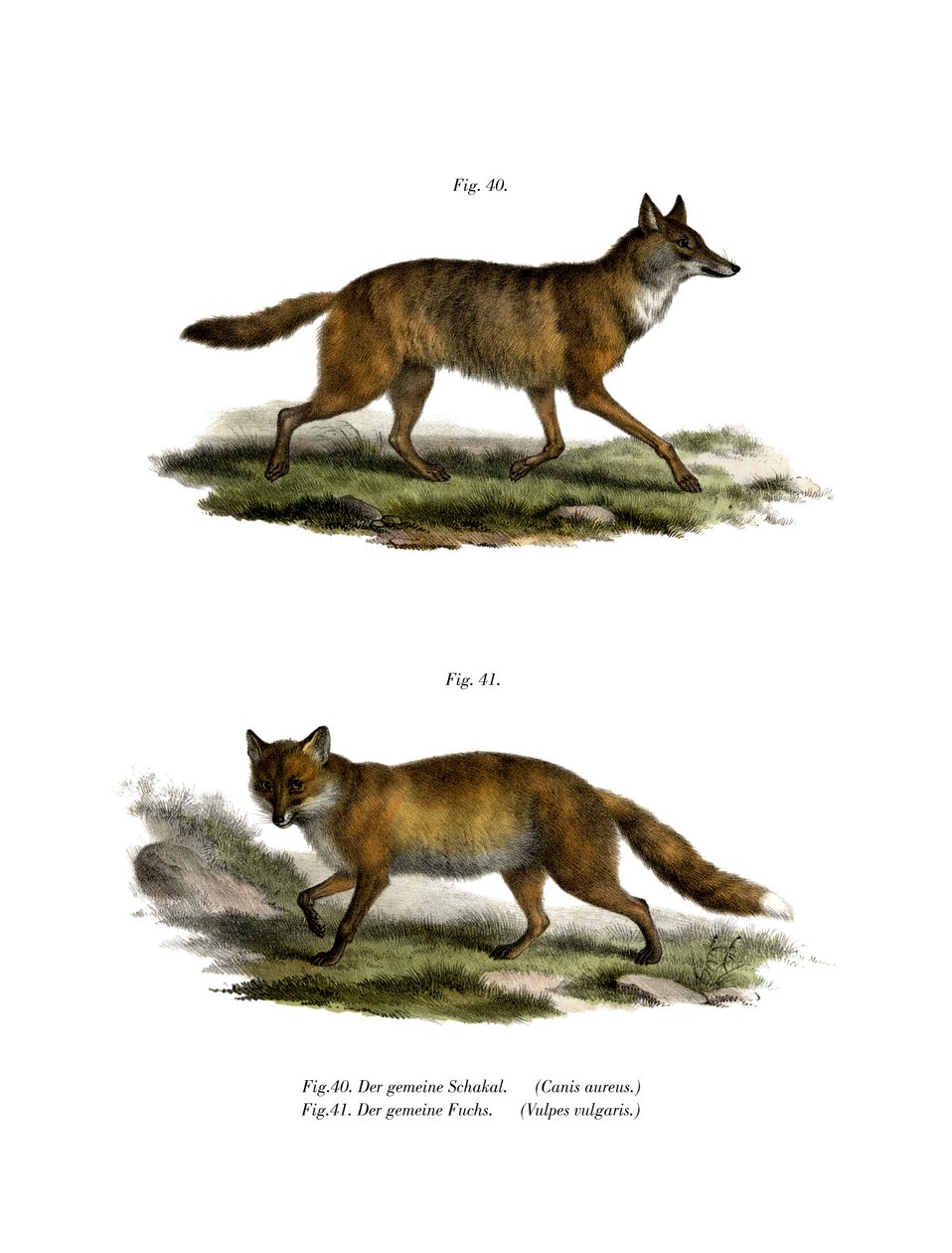 Goldschakal, 1860 von German School