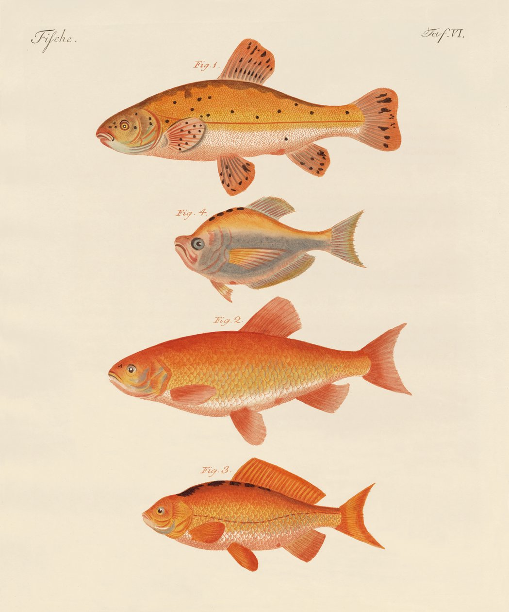Goldfisch von German School