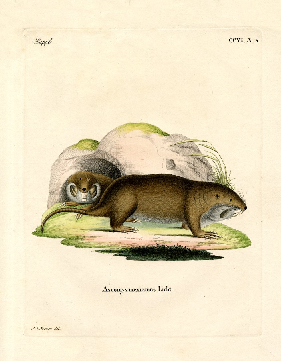 Taschenratte von German School