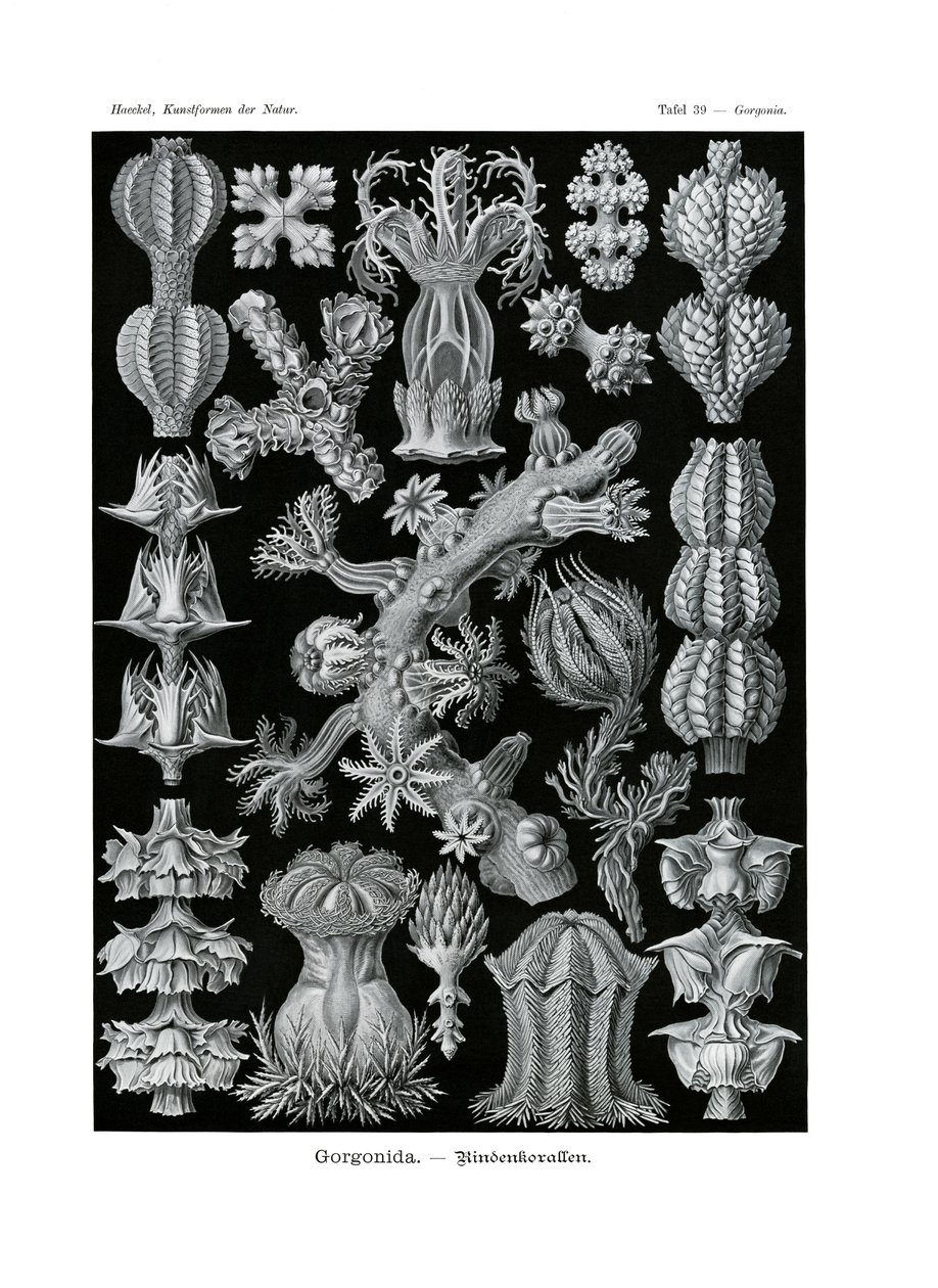 Gorgonida von German School