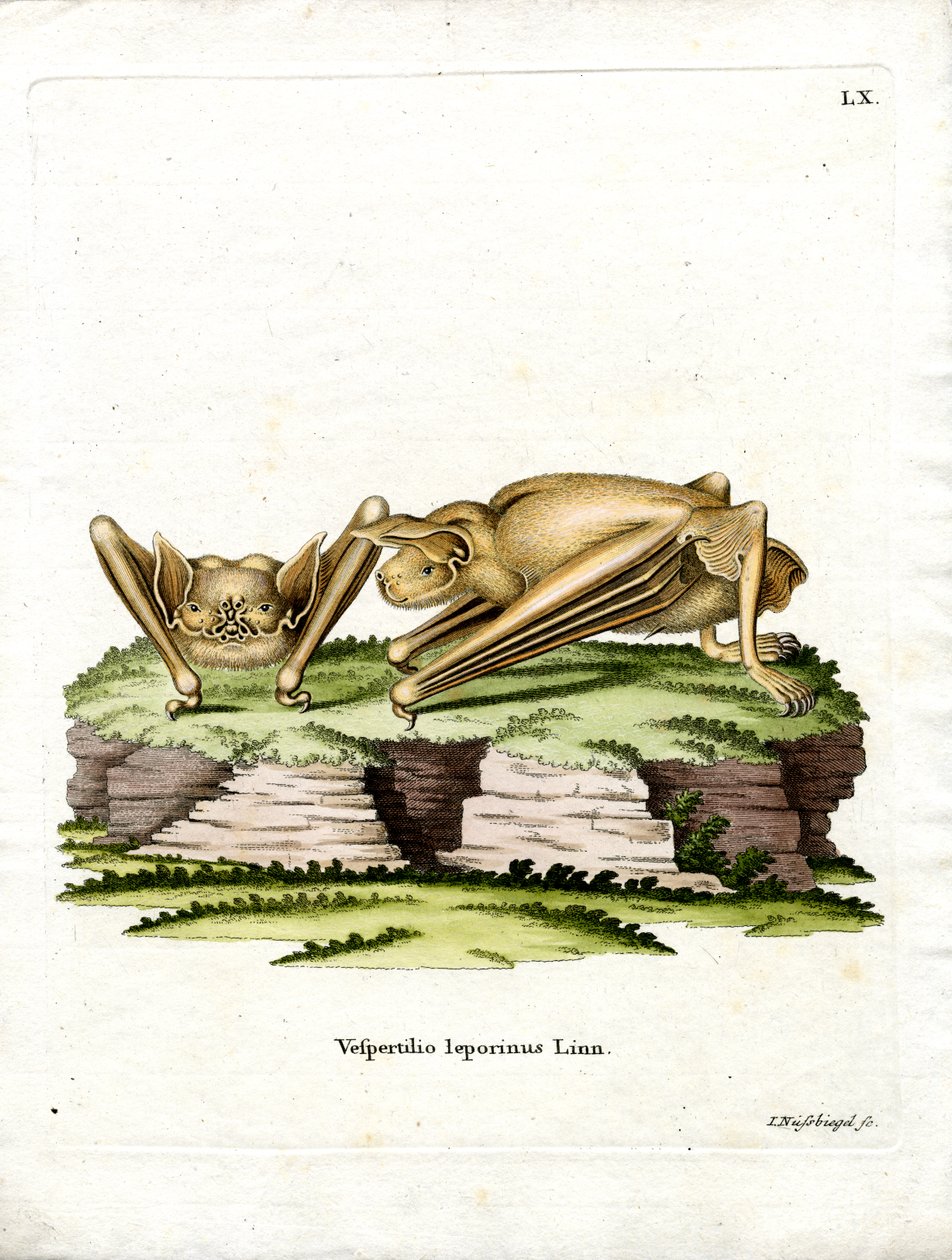 Große Bulldogfledermaus von German School