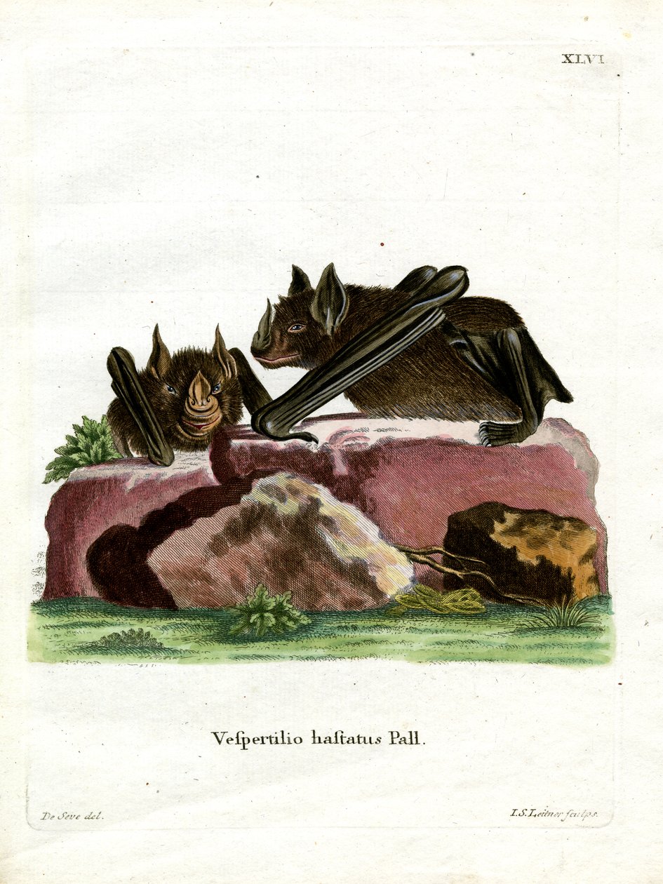 Große Lanzennasenfledermaus von German School