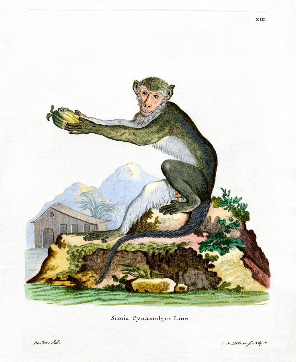 Grüne Meerkatze von German School