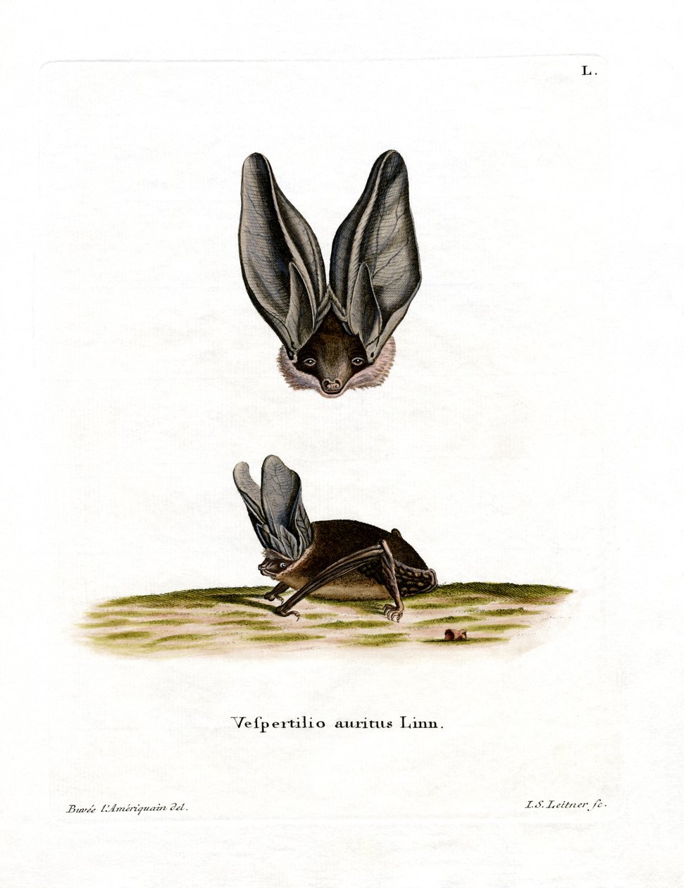 Graue Langohrfledermaus von German School