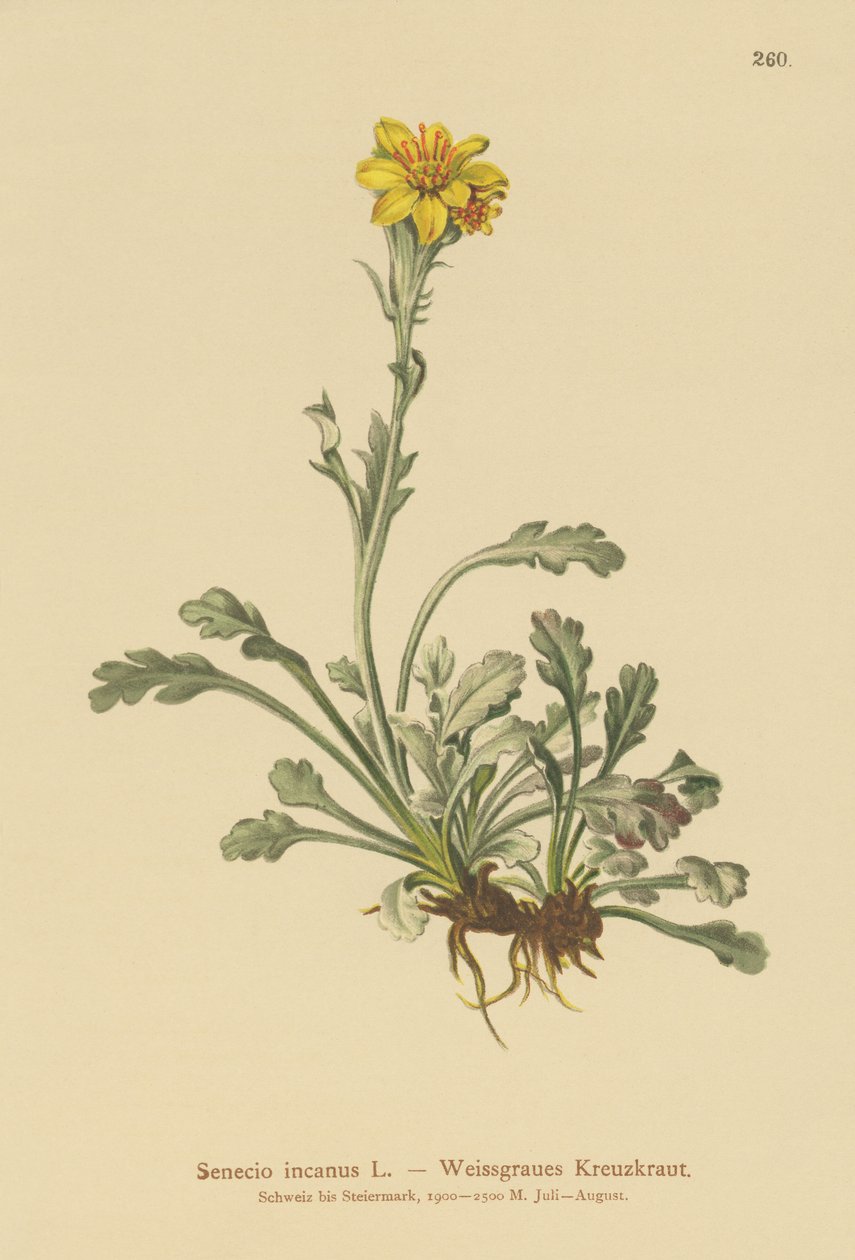 Graues Greiskraut von German School